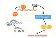 一种小分子可以帮助抑制与阿尔茨海默病相关的炎症并保护脑细胞