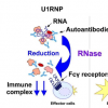 RNase 治疗系统性自身免疫性疾病的两面性