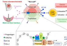 研究人员发现怀孕和癌症之间存在共同的免疫系统机制