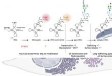 揭开糖基RNA的面纱：新研究证明它们确实存在