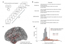 科学家发现在不同时间尺度上处理语言的神经元