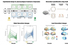 研究发现使用裸盖菇素或依他普仑治疗抑郁症会导致不同层次的大脑重构