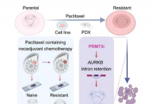 化学筛选确定 PRMT5 为紫杉醇耐药三阴性乳腺癌的治疗靶点