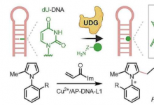 化学家开发用于不对称催化的手性 DNA 催化剂