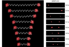 以埃级精度光学测量生物分子内的分子距离