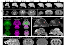 3D 小鼠大脑图谱提供更动态的 360 度发育图像