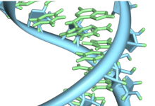 研究较少的 RNA 可能是调节癫痫和自闭症等遗传疾病的关键