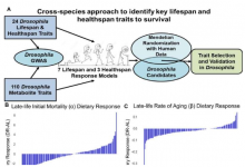 研究人员确定了影响果蝇和人类寿命的关键代谢物